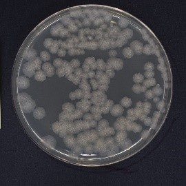 例:Bacillus subtilis NBRC 3335のコロニー画像