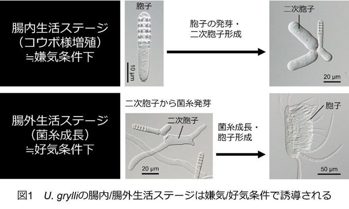 メルマガ96号_記事2_画像1r2