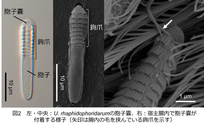 メルマガ96号_記事2_画像2r2